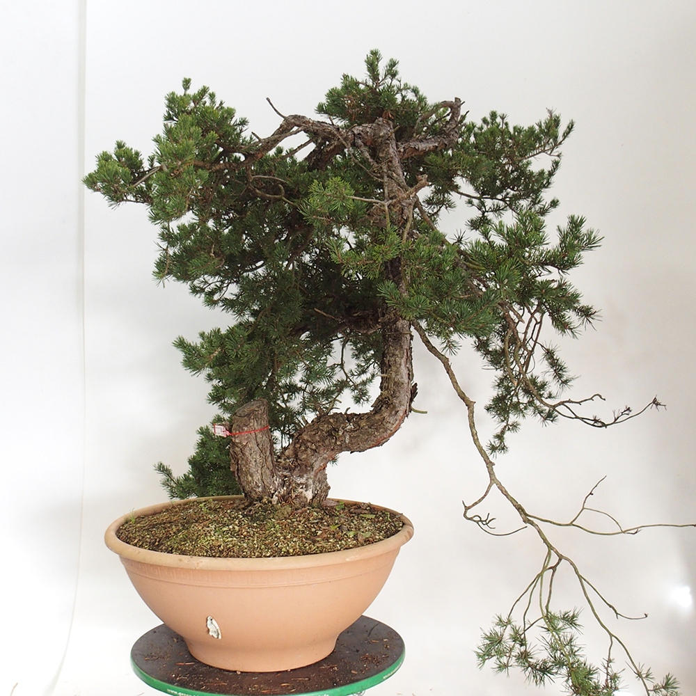 Yamadori - Pinus sylvestris Španielsko