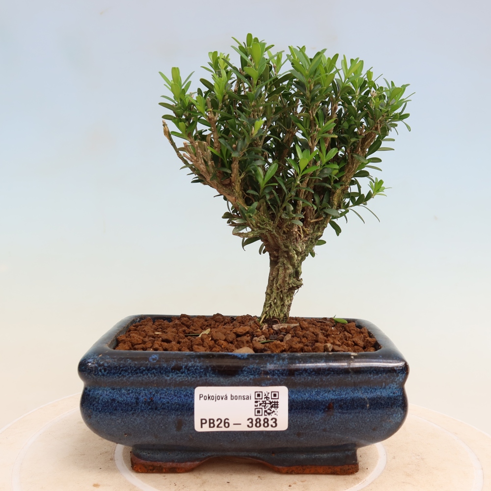 Izbové bonsaje - Buxus harlandii - korkový buxus