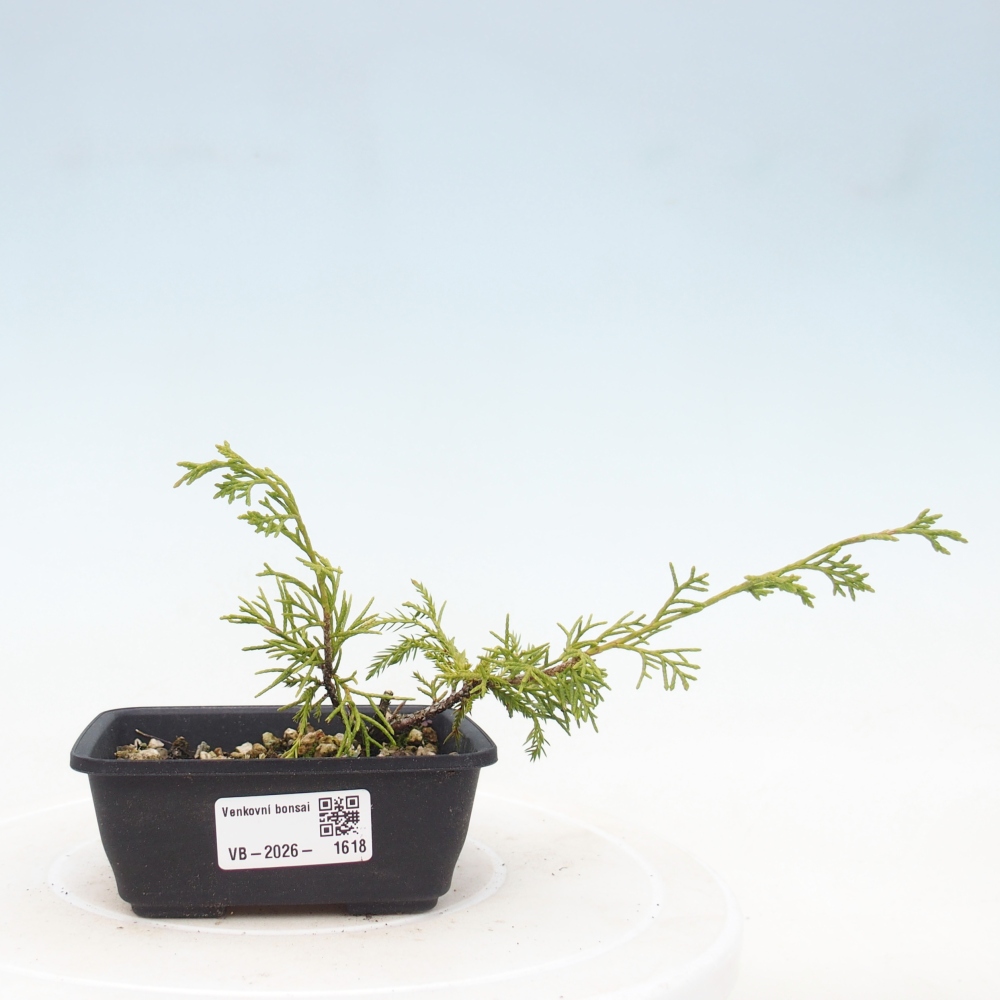 Vonkajší bonsaj - Juniperus chinensis Itoigawa