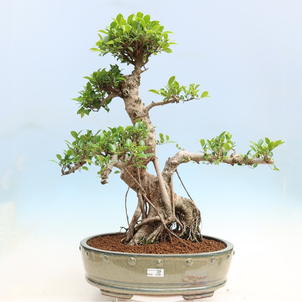 Izbové bonsaje - Ficus kimmen - drobnolistý fikus