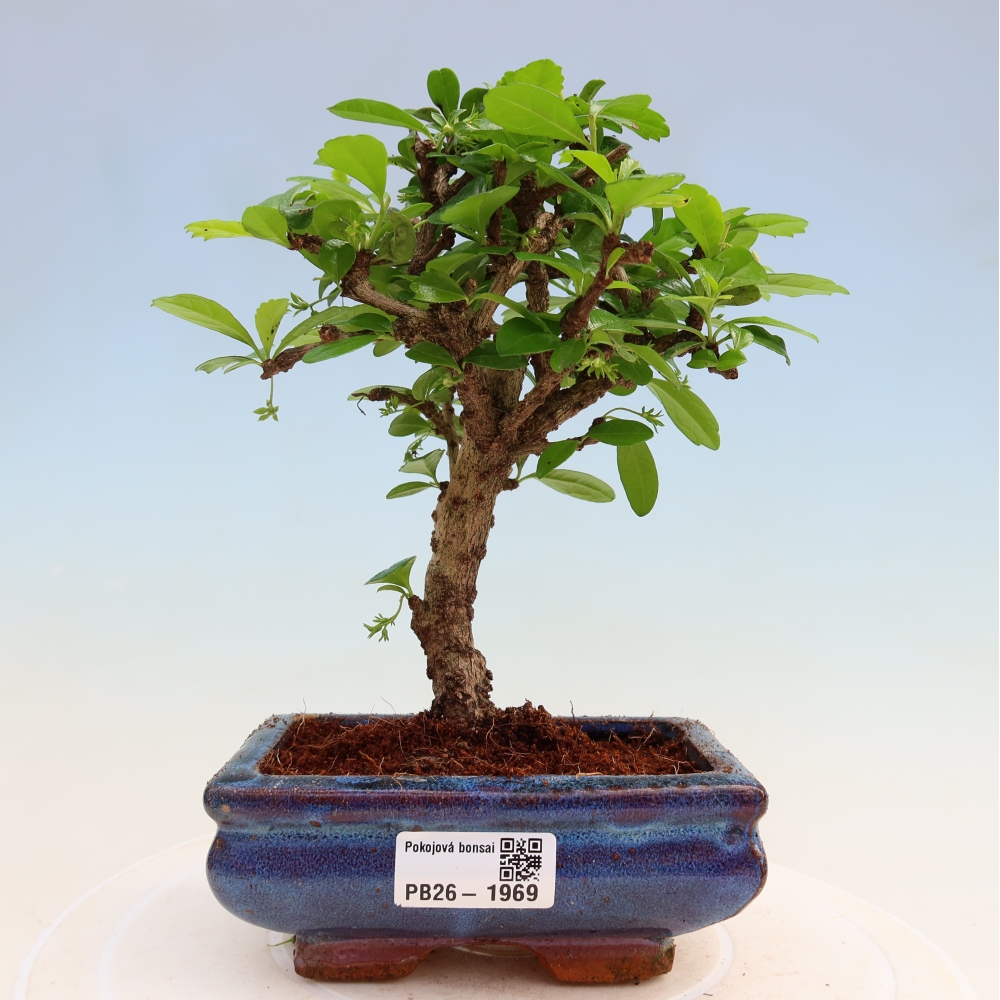 Izbové bonsaje - Carmona macrophylla - Tea fuki