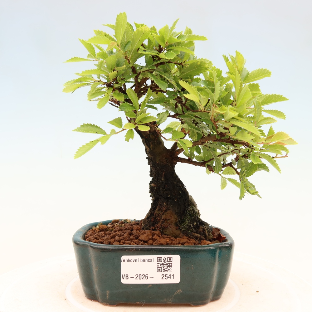 Vonkajšie bonsaje - Zelkova - Zelkova NIRE