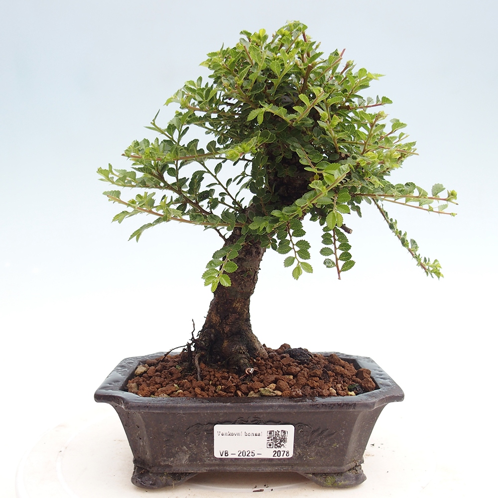 Vonkajší bonsai - Ulmus parvifolia Hokkaido - brest Čínsky