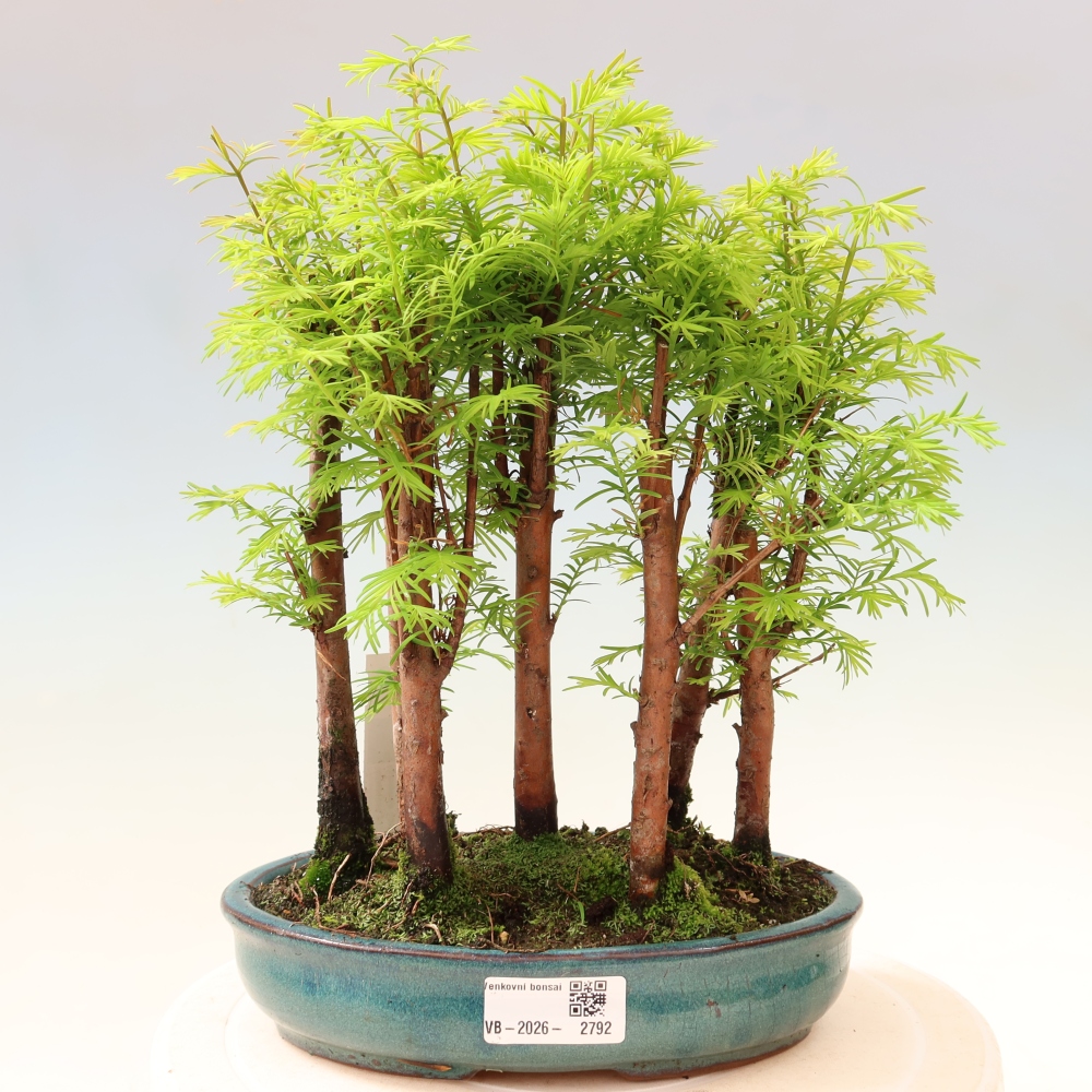 Vonkajší bonsai – Metasequoia glyptostroboides – čínska metasekvoja – hájik