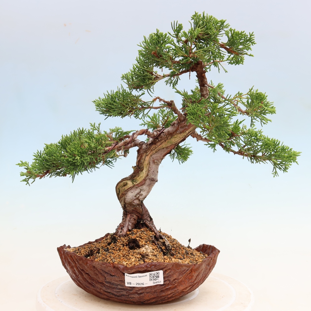 Vonkajší bonsai – Juniperus chinensis Itoigawa – čínsky jalovec