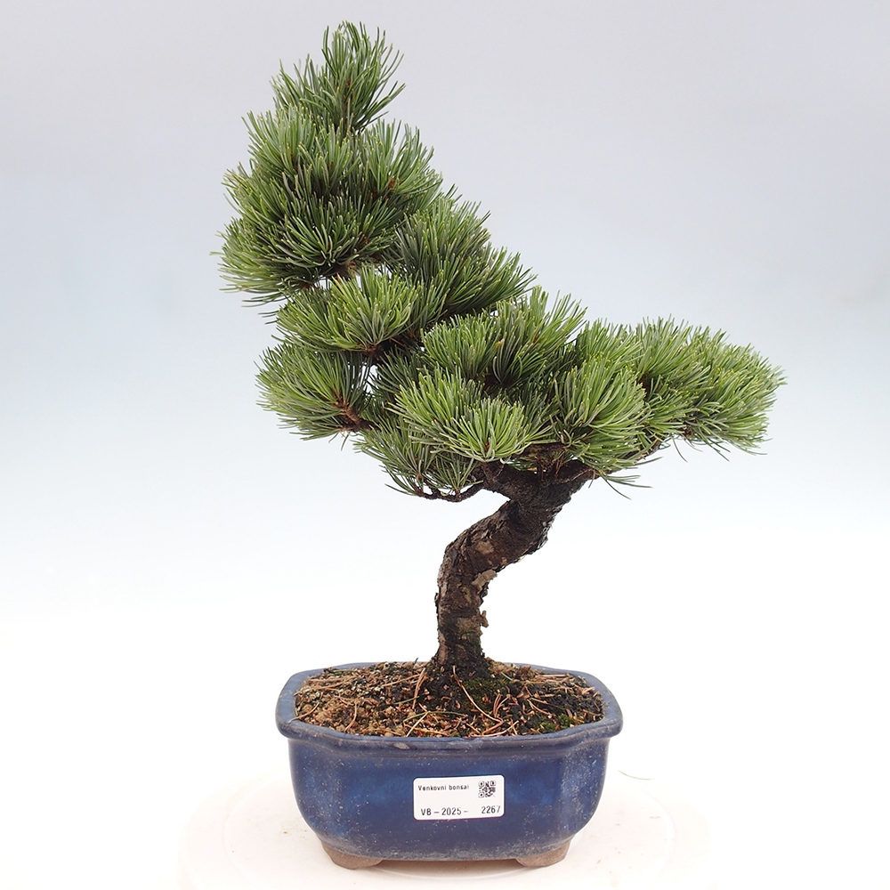 Vonkajšie bonsai - Pinus parviflora - Borovica drobnokvetá