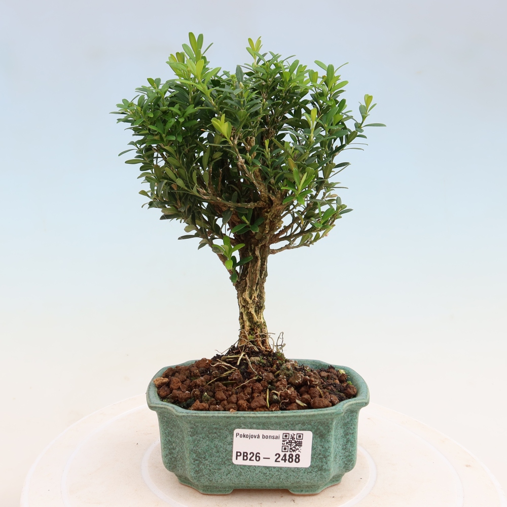 Izbové bonsaje - Buxus harlandii - korkový buxus