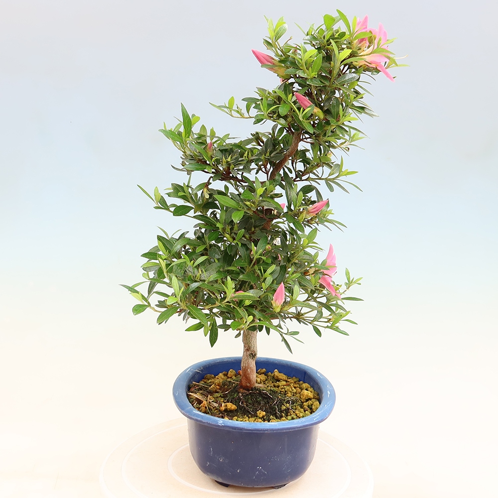Vonkajšie bonsaje - Japonské azalky - Azalea Nasuno