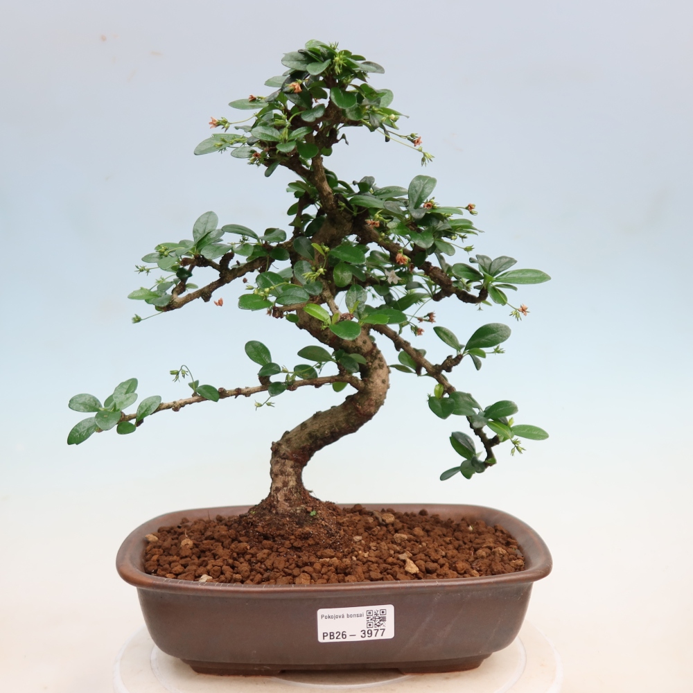 Izbové bonsaje - Carmona macrophylla - Tea fuki