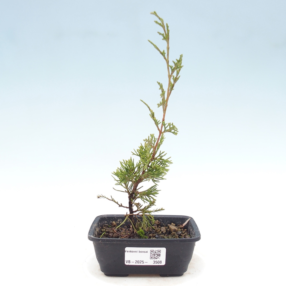 Vonkajší bonsaj - Juniperus chinensis Itoigawa
