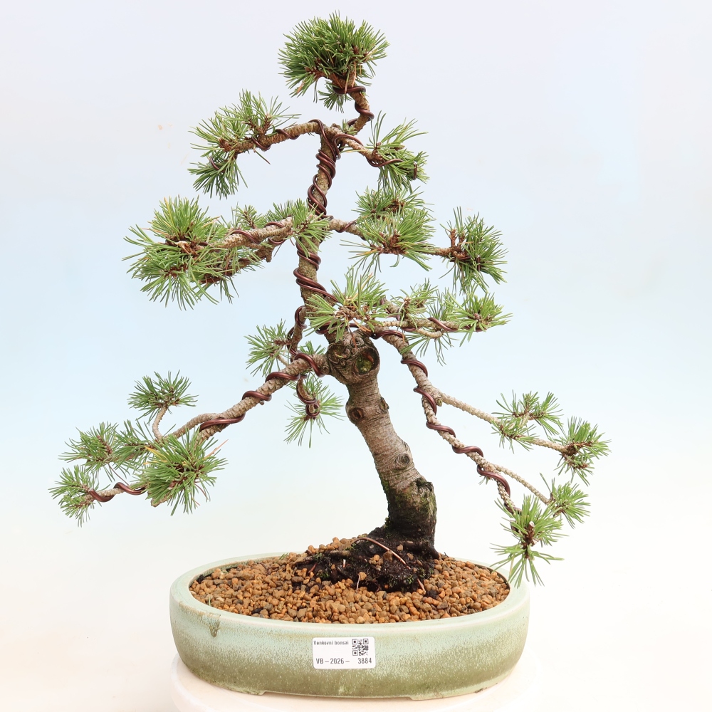 Vonkajšie bonsaje – Pinus mugo Humpy – borovica krivá