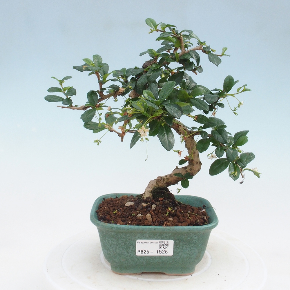 Izbová bonsai - Carmona macrophylla - Čaj fuki