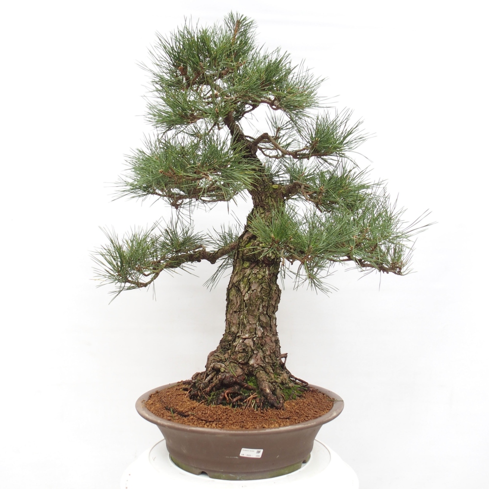 Vonkajšie bonsai - Pinus thunbergii - Borovica thunbergova