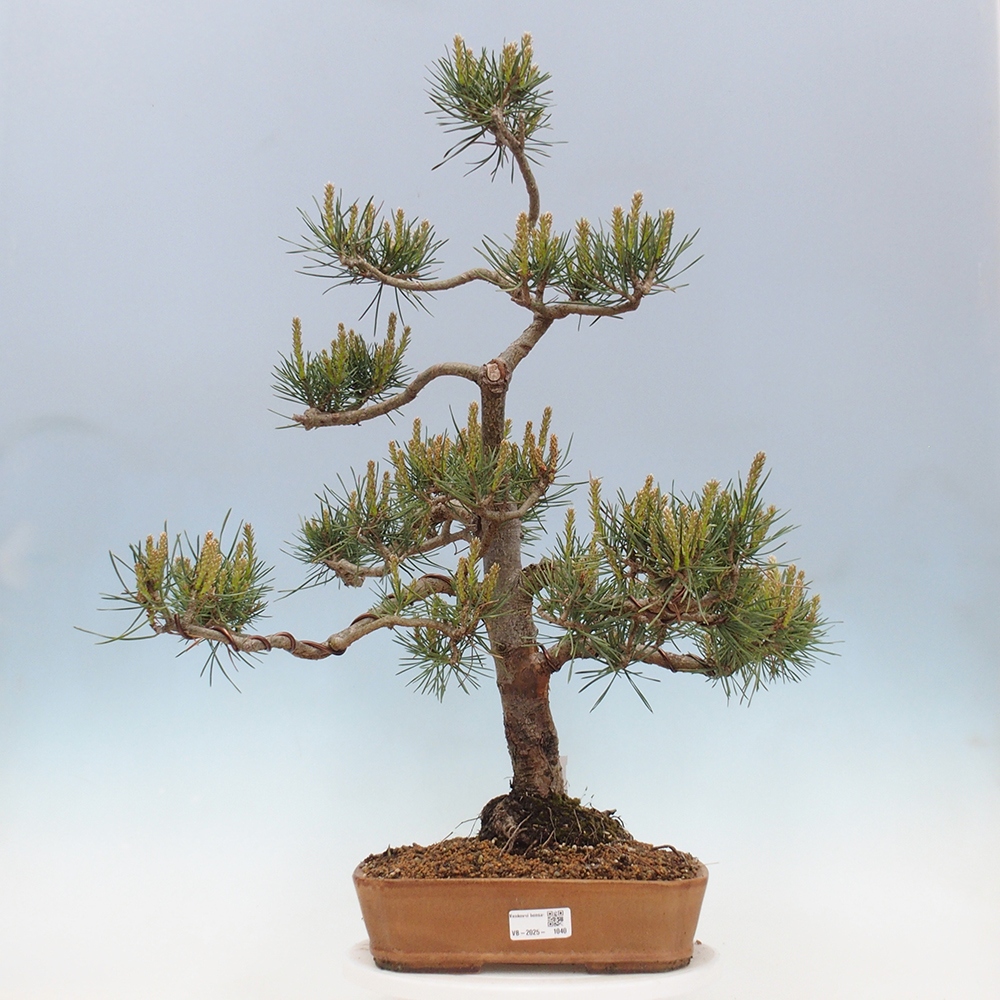 Vonkajšie bonsai - Pinus Sylvestris - Borovica lesná
