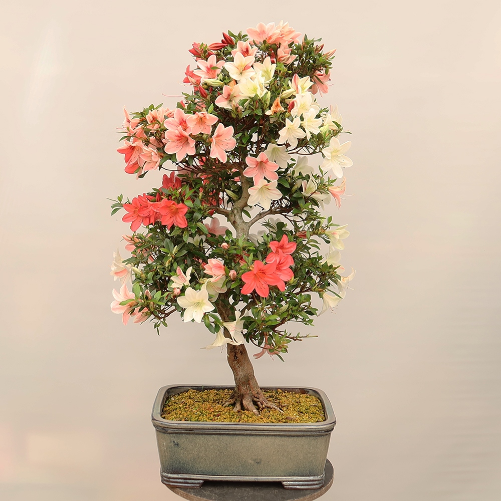 Vonkajšie bonsaje - Japonské azalky - Azalea Saishun