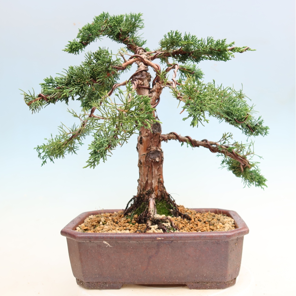 Vonkajší bonsaj - Juniperus chinensis Kishu