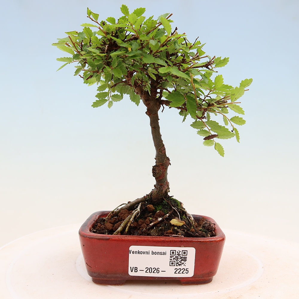 Vonkajší bonsai - Ulmus parvifolia Sagei - Malolistý brest