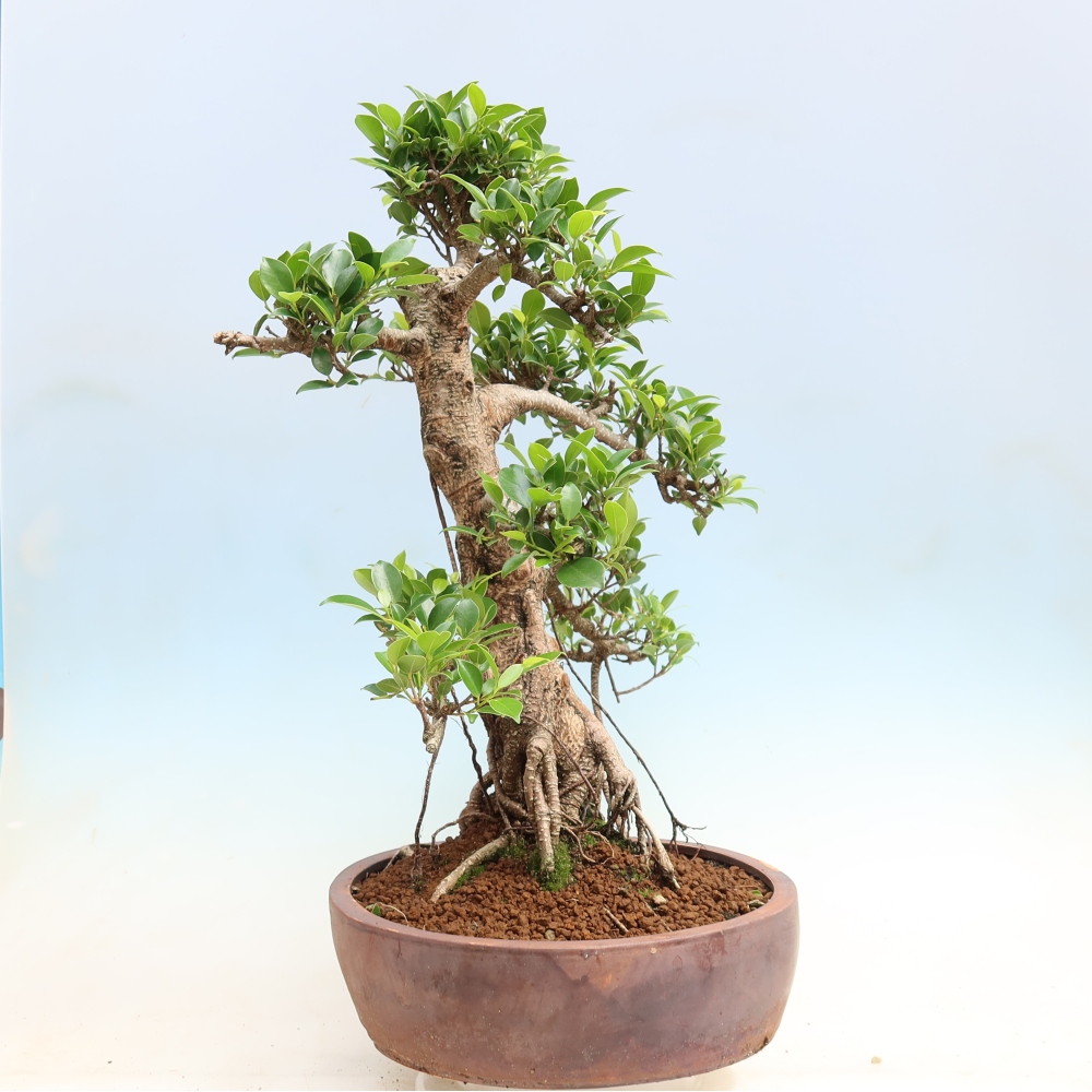 Izbové bonsaje - Ficus kimmen - drobnolistý fikus
