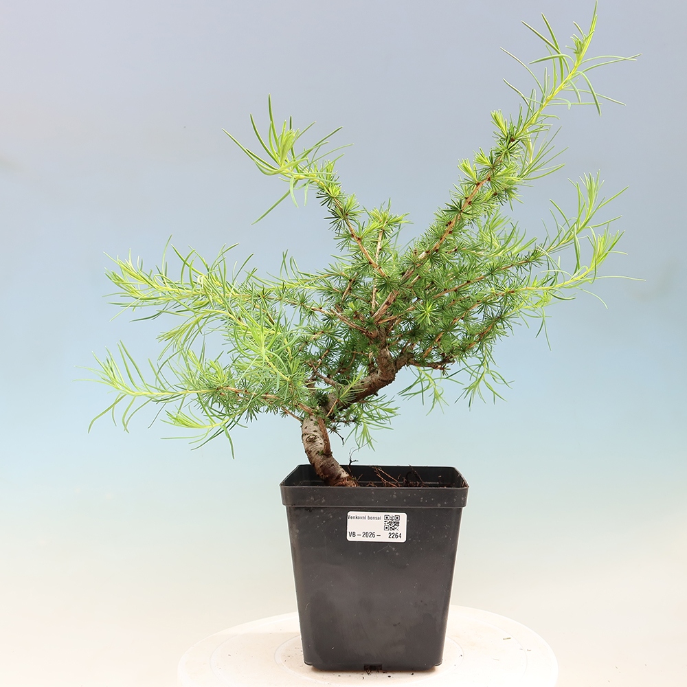 Vonkajšie bonsaje -Larix decidua - Smrekovec