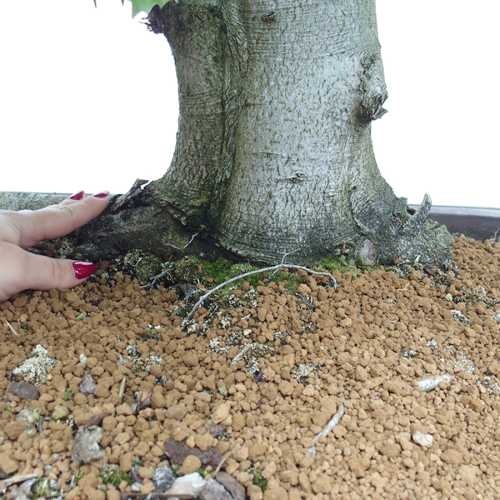Vonkajší bonsai - Fagus sylvatica - Buk lesný