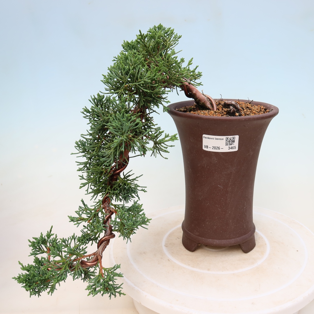 Vonkajší bonsaj - Juniperus chinensis Kishu