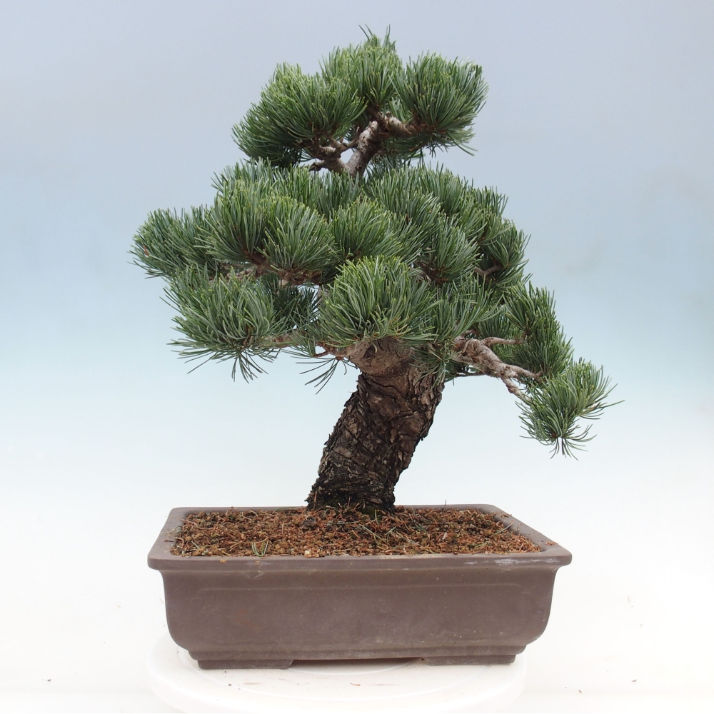 Vonkajšie bonsai - Pinus parviflora - Borovica drobnokvetá