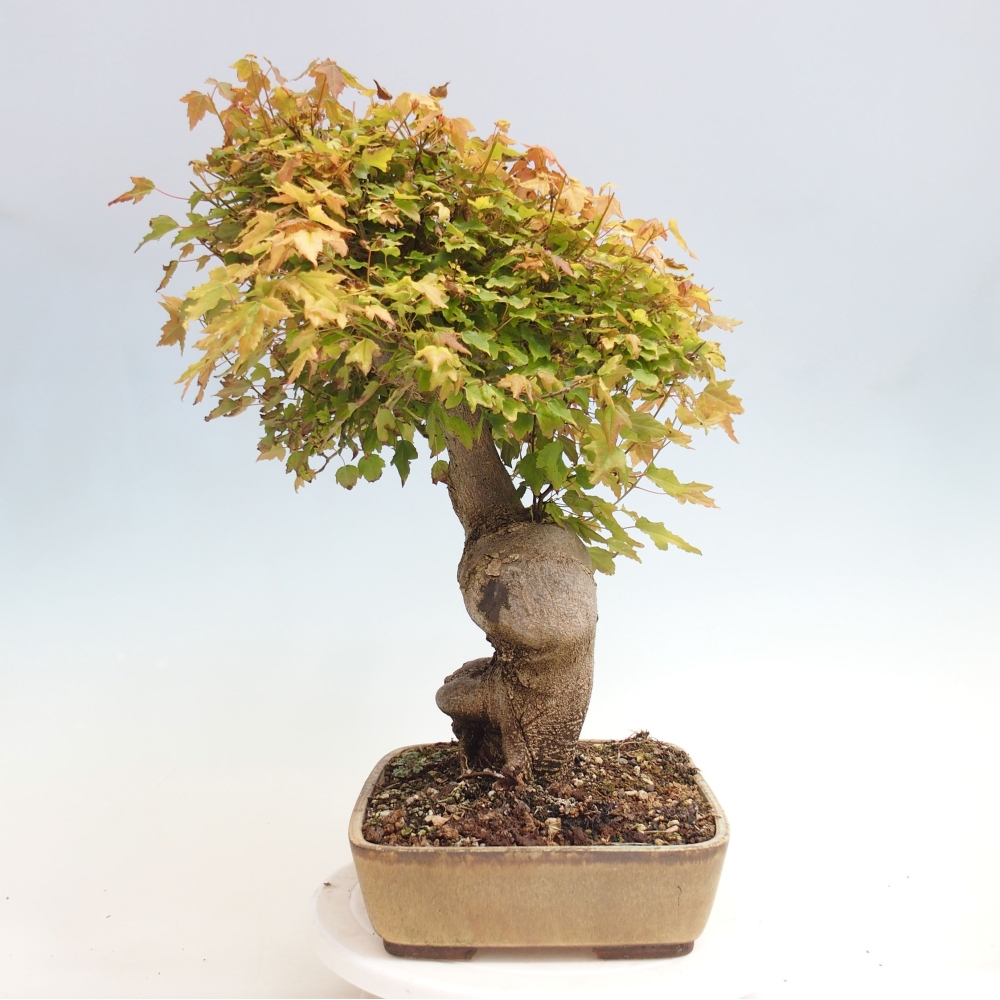 Vonkajšie bonsai - Javor Buergerianum - Javor Burgerův