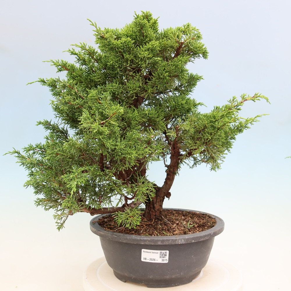 Vonkajší bonsai – Juniperus chinensis Itoigawa – čínsky jalovec