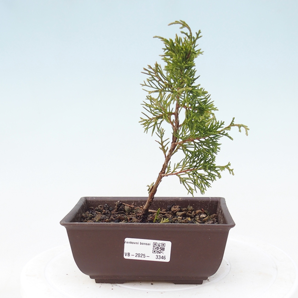Vonkajší bonsai - Juniperus chinensis Itoigawa -Jalovec čínsky