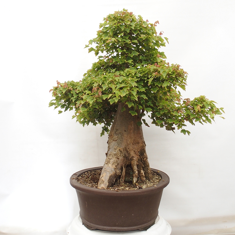 Vonkajšie bonsai - Javor Buergerianum - Javor Burgerův
