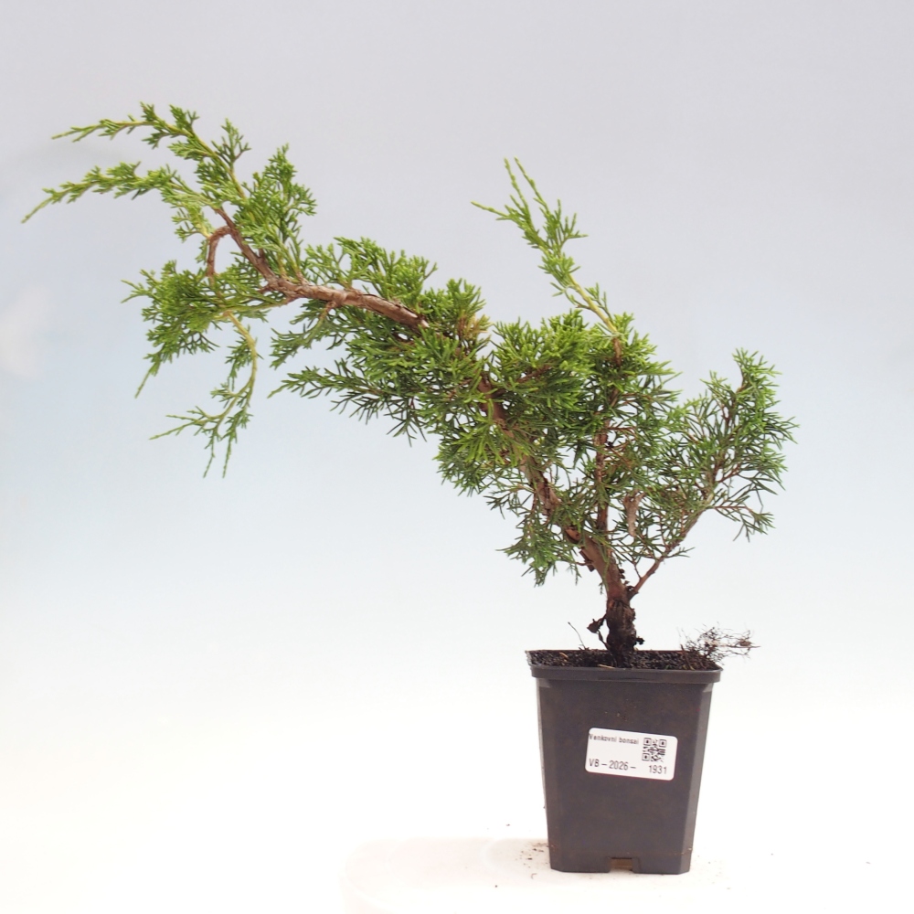 Vonkajší bonsaj - Juniperus chinensis Itoigawa