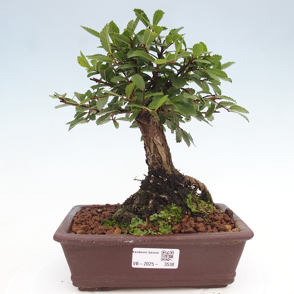 Vonkajšie bonsai - Zelkova - Zelkova Nirom