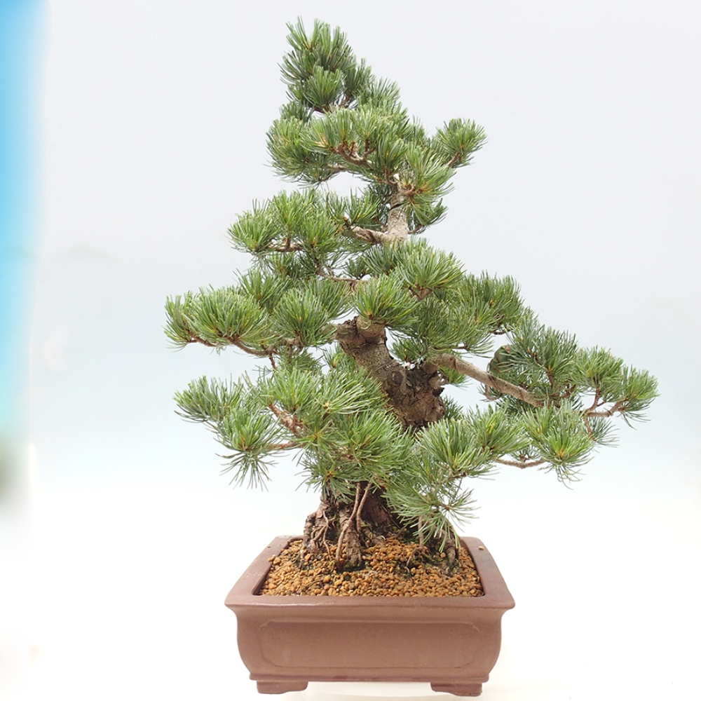 Vonkajšie bonsaje - Pinus parviflora - Pinus parviflora