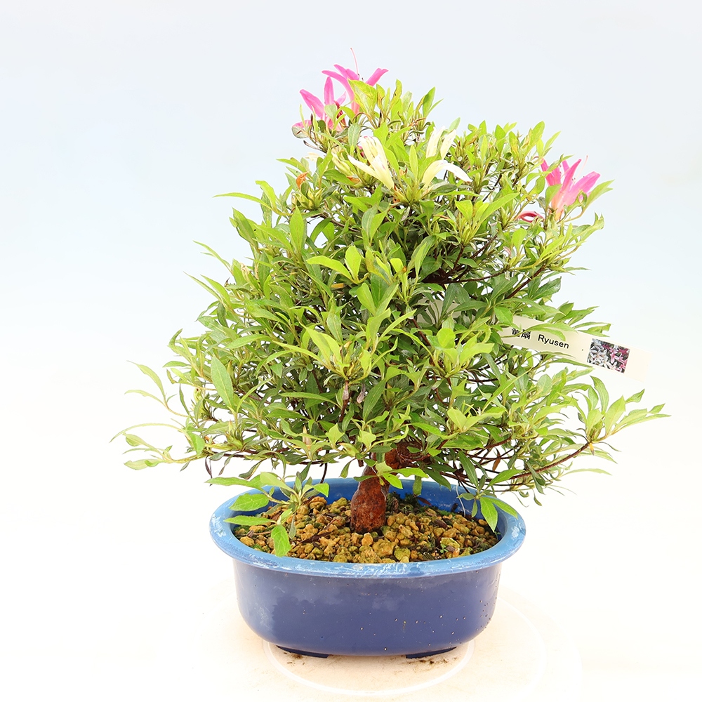Vonkajšie bonsaje - Japonské azalky - Azalea Ryusen