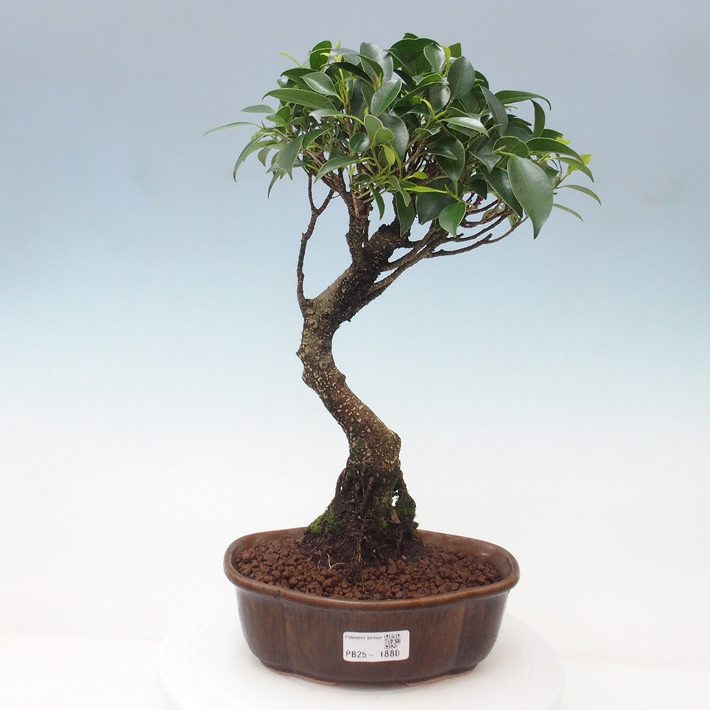 Izbová bonsai - Ficus retusa - malolistá fikus