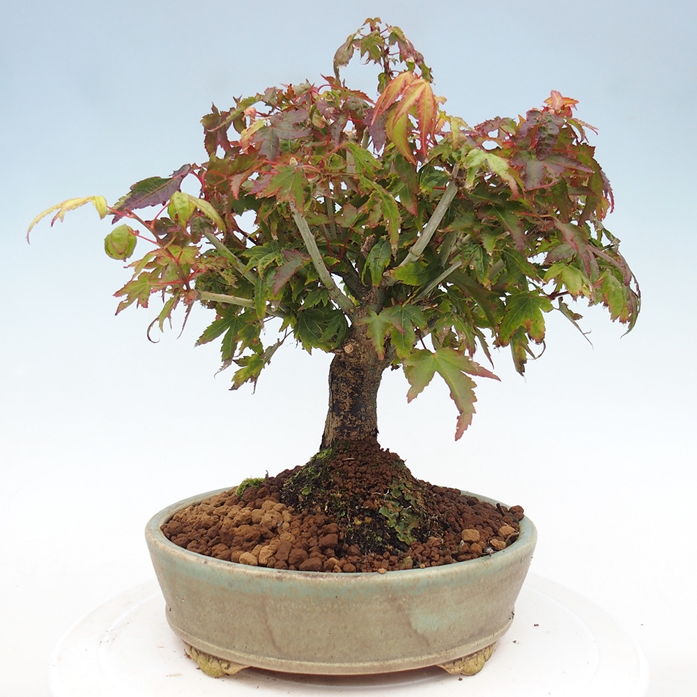 Acer palmatum KIOHIME - Javor palmetový