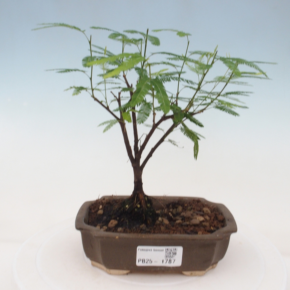 Izbová bonsai-Calliandra surinamensis Dixie Pink-Kaliandra Suriámska