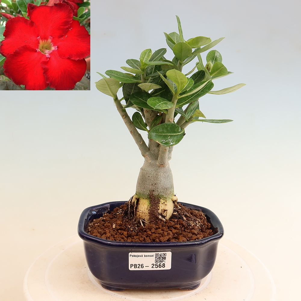 Izba bonsai – Adenium obesum Red Star – Púštna ruža