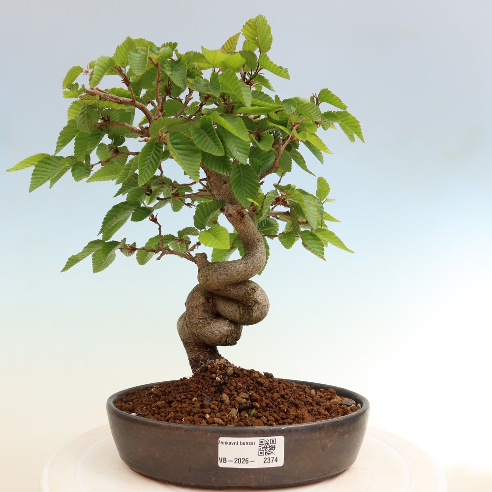 Vonkajší bonsaj -Carpinus coreana - Hrab kórejský