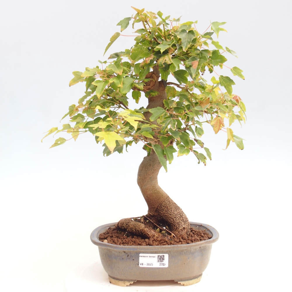 Vonkajšie bonsai - Javor Buergerianum - Javor Burgerův