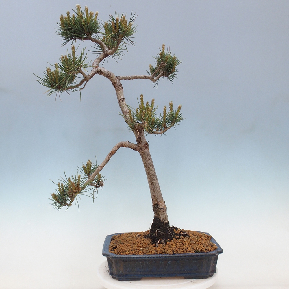 Vonkajšie bonsai - Pinus Sylvestris - Borovica lesná