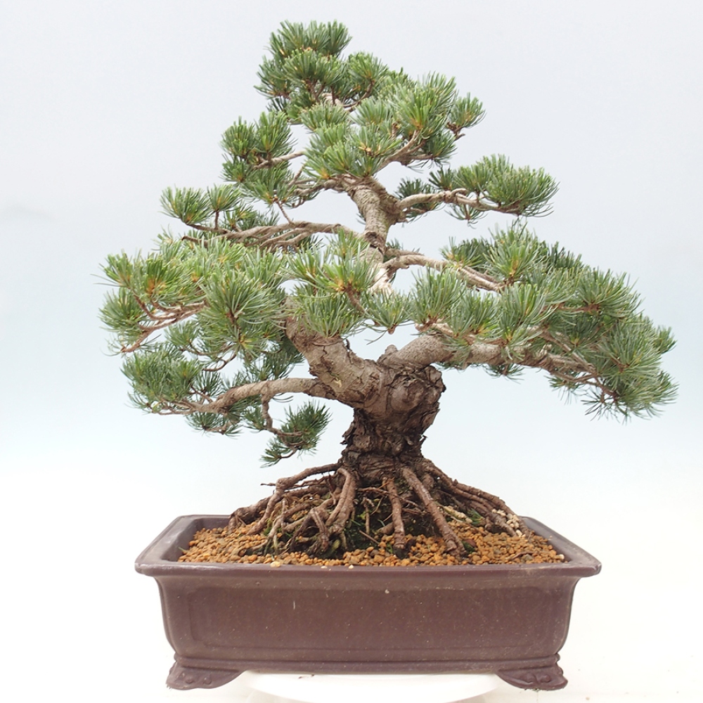 Vonkajšie bonsaje - Pinus parviflora - Pinus parviflora