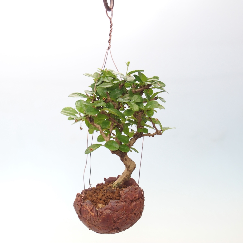 Kokedama v keramike - Čaj-fuki - Carmona macrophylla