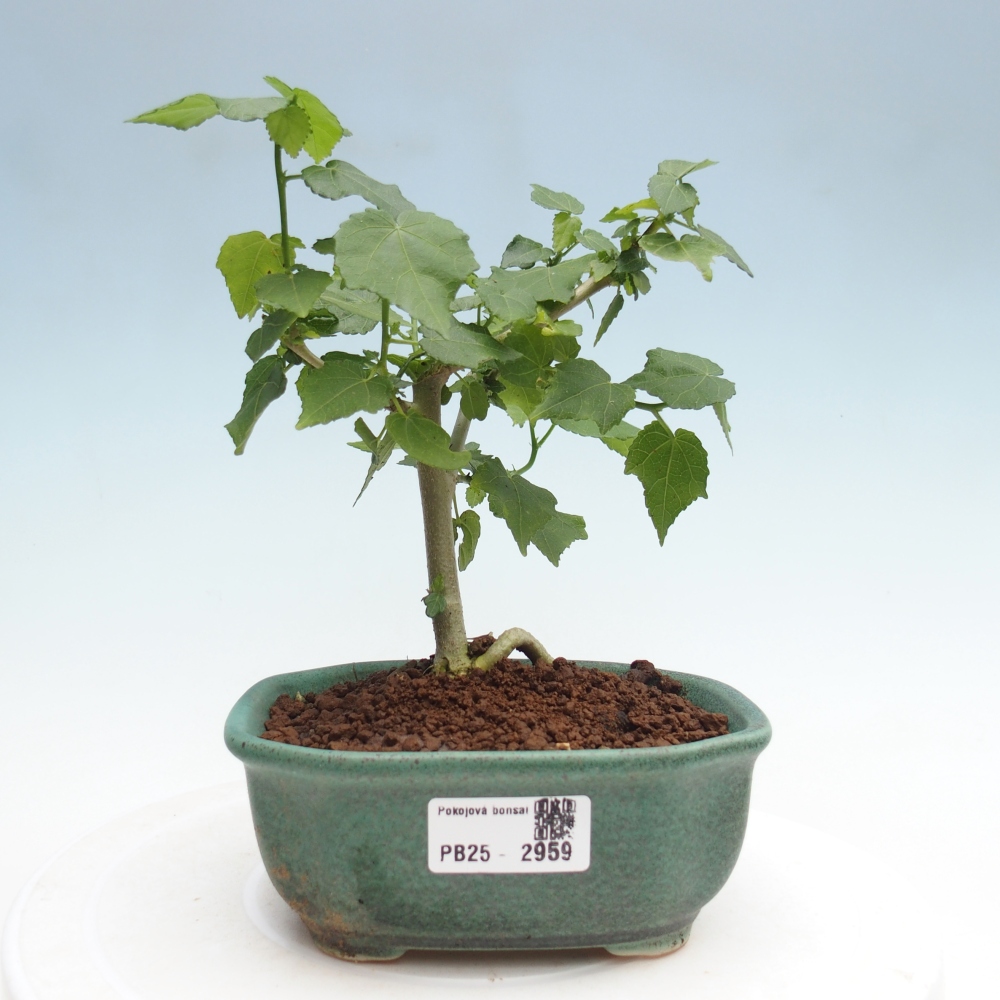 Izbová bonsai - Malvaviscus arboreus - ibištekovec drevnatý