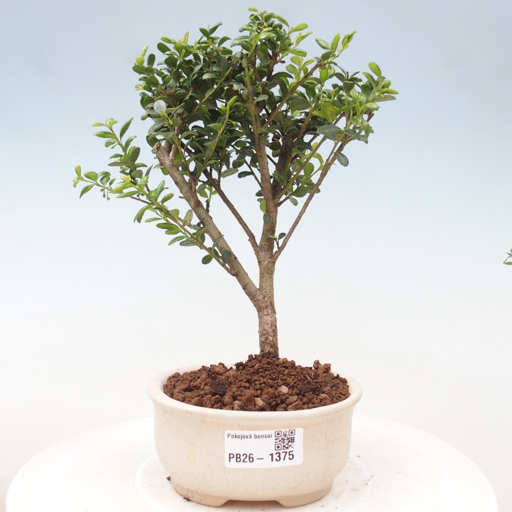 Izbový bonsaj - Ilex crenata - Cesmína
