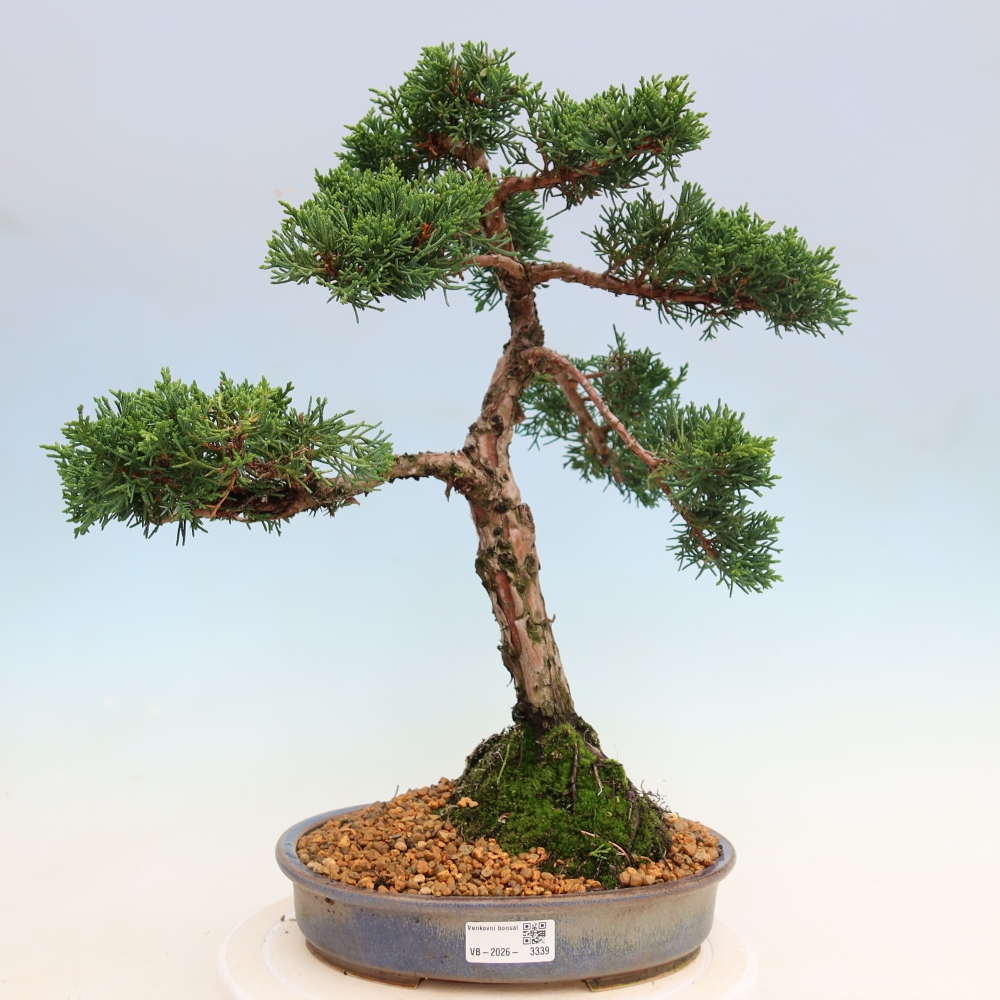 Vonkajší bonsaj - Juniperus chinensis Kishu