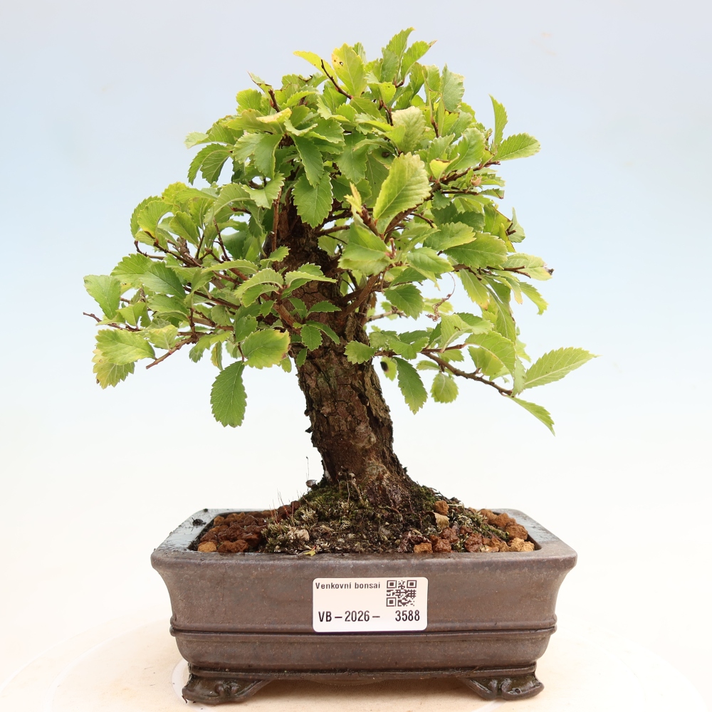 Vonkajšie bonsaje - Zelkova - Zelkova NIRE
