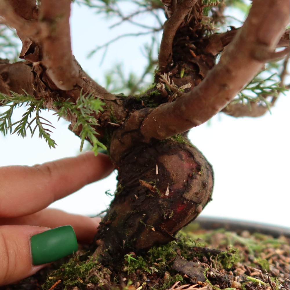 Vonkajší bonsai – Juniperus chinensis Itoigawa – čínsky jalovec
