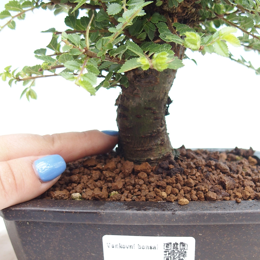 Vonkajší bonsai - Ulmus parvifolia Hokkaido - brest Čínsky