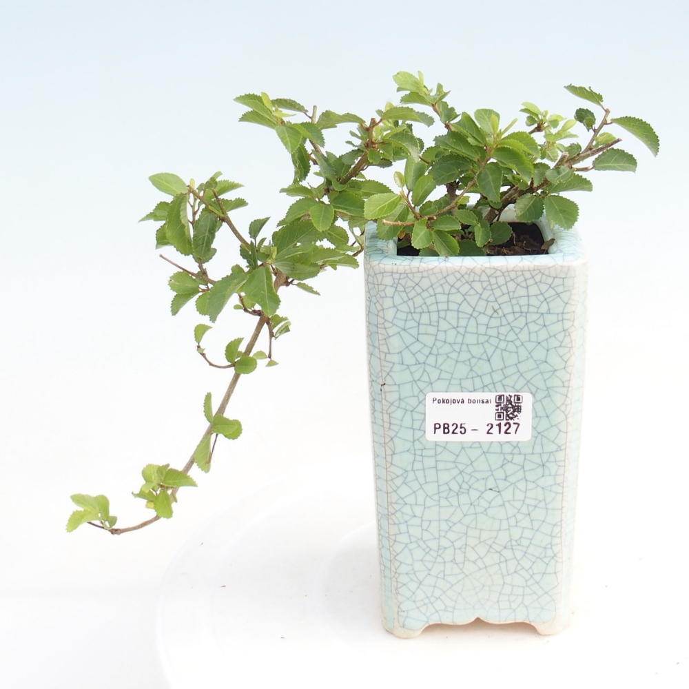 Izbová bonsai - Grewia occidentalis - Hviezdica levanduľová